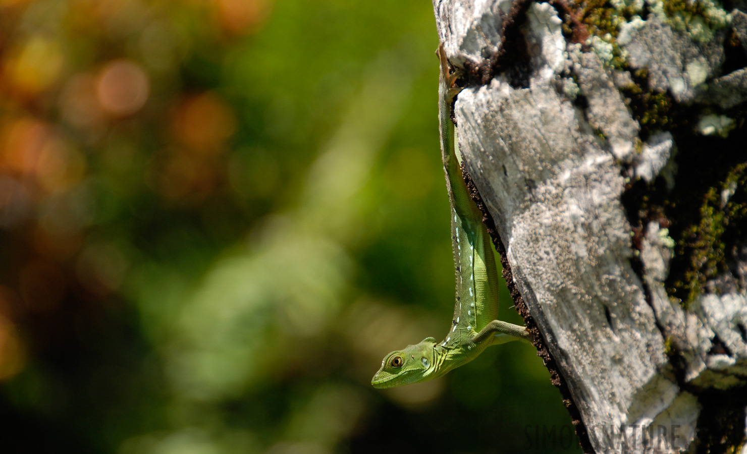 Basiliscus plumifrons [200 mm, 1/125 sec at f / 5.6, ISO 250]